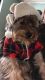 Morkie Puppies for sale in Irvington, NJ 07111, USA. price: $500