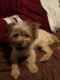 Morkie Puppies for sale in Lake Worth, FL 33460, USA. price: $500