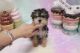 Morkie Puppies for sale in Las Vegas, NV 89139, USA. price: $1,850