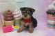 Morkie Puppies for sale in Las Vegas, NV 89139, USA. price: $1,650