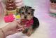Morkie Puppies for sale in Las Vegas, NV 89139, USA. price: $2,150