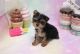 Morkie Puppies for sale in Las Vegas, NV 89139, USA. price: $2,150