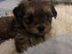 Morkie Puppies for sale in Naugatuck, CT 06770, USA. price: $700