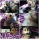 Morkie Puppies for sale in Ocala, FL, USA. price: $1,200