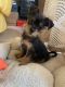 Morkie Puppies for sale in Marrero, LA 70072, USA. price: NA
