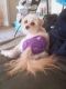 Morkie Puppies for sale in Hemet, CA, USA. price: $300