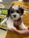 Morkie Puppies for sale in Sparks, NV, USA. price: $2,500