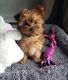 Morkie Puppies for sale in Greensburg, PA 15601, USA. price: $3,000