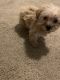 Morkie Puppies for sale in Dearborn Heights, MI, USA. price: NA