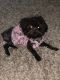 Morkie Puppies for sale in Apopka, FL, USA. price: $600