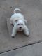 Morkie Puppies for sale in Jacksonville, FL, USA. price: $1,000