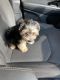 Morkie Puppies for sale in Beachwood, OH 44122, USA. price: NA