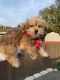 Morkie Puppies for sale in Boise, ID, USA. price: $3,000