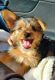 Morkie Puppies for sale in Chicago, IL, USA. price: $1,500