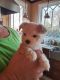 Morkie Puppies for sale in Louisville, KY, USA. price: $1,400
