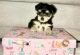 Morkie Puppies for sale in Miami, FL, USA. price: $2,000