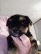 Morkie Puppies for sale in Kingsley, MI 49649, USA. price: NA