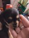 Morkie Puppies for sale in Naperville, IL 60563, USA. price: NA