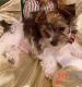 Morkie Puppies for sale in Yorktown, VA 23690, USA. price: $450