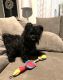 Morkie Puppies for sale in Louisville, KY, USA. price: $900