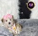 Morkie Puppies for sale in Chicago, IL, USA. price: $1,700