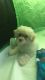 Morkie Puppies for sale in Phenix City, AL, USA. price: $1,000