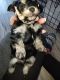 Morkie Puppies for sale in Rives Junction, MI 49277, USA. price: NA