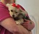 Morkie Puppies for sale in Beaver Dam, WI 53916, USA. price: NA
