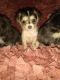 Morkie Puppies for sale in Hancock, MD 21750, USA. price: $700