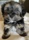 Morkie Puppies for sale in Las Vegas, NV, USA. price: $1,200