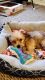 Morkie Puppies for sale in West Orange, NJ 07052, USA. price: $1,000