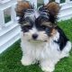 Morkie Puppies for sale in Los Angeles, CA, USA. price: $700