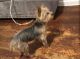 Morkie Puppies for sale in Jersey City, NJ, USA. price: NA