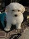 Morkie Puppies for sale in Fort Worth, TX, USA. price: $1,800