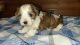 Morkie Puppies for sale in Morganton, NC 28655, USA. price: NA