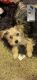 Morkie Puppies for sale in Independence, MO, USA. price: NA