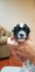 Morkie Puppies for sale in Apopka, FL, USA. price: $1