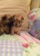 Morkie Puppies for sale in El Paso, TX, USA. price: NA