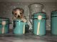 Morkie Puppies for sale in Charleston, SC, USA. price: NA