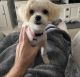 Morkie Puppies for sale in Raymond, MS 39154, USA. price: $600