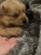 Morkie Puppies for sale in Claremont, NH, USA. price: $1,400
