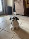Morkie Puppies for sale in Milton, FL, USA. price: NA