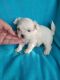 Morkie Puppies for sale in London, KY, USA. price: $1,000
