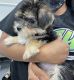 Morkie Puppies for sale in Jacksonville, FL, USA. price: $1,500