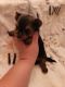 Morkie Puppies for sale in Gilbert, AZ, USA. price: $2,500