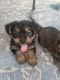 Morkie Puppies for sale in Kissimmee, FL, USA. price: $900