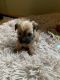 Morkie Puppies for sale in Kirksville, MO 63501, USA. price: $2,500