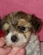 Morkie Puppies for sale in Coldwater, OH 45828, USA. price: $850