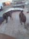 Moscow Guard dog Puppies for sale in Gabbs, NV, USA. price: $1,000