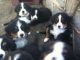Mountain Burmese Puppies for sale in Pedro Bay, AK 99647, USA. price: $300